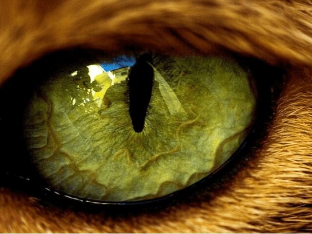 Close-up of a cat's green eye reflecting the outdoor scene.