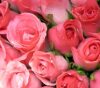 A vibrant bouquet of fresh pink and red roses.
