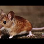 Brown mouse on a textured surface.
