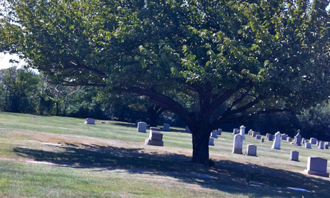 Tree and gravestones in a cemetery landscape.